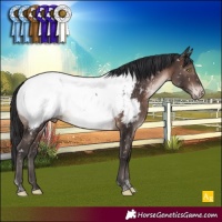 Horse Color:Brown Mushroom Tobiano Appaloosa Rabicano