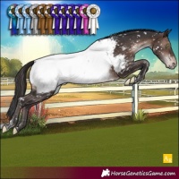 Horse Color:Brown Mushroom Tobiano Appaloosa Rabicano 