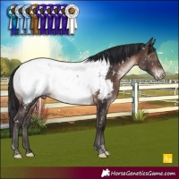 Horse Color:Brown Mushroom Tobiano Appaloosa Rabicano 