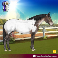 Horse Color:Brown Mushroom Tobiano Appaloosa Rabicano 