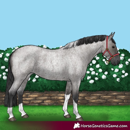 Horse Color:Grullo Roan Tobiano