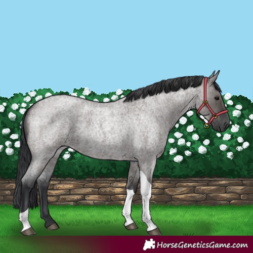 Horse Color:Grullo Roan Tobiano