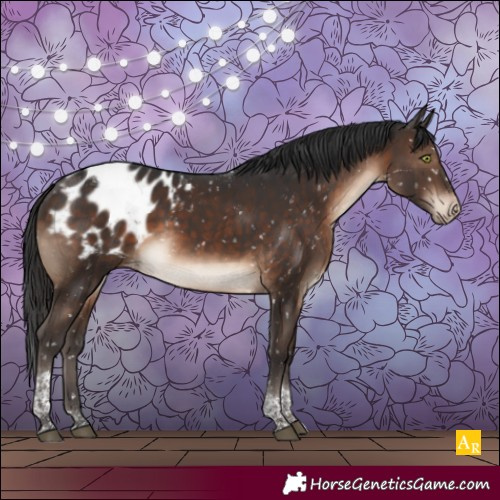 Horse Color:Brown Tobiano Appaloosa Rabicano 