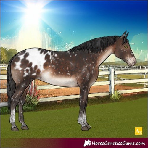 Horse Color:Brown Tobiano Appaloosa Rabicano 