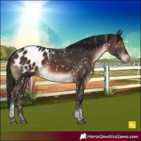 Horse Color:Brown Tobiano Appaloosa Rabicano 