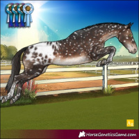Horse Color:Brown Tobiano Blanket Rabicano