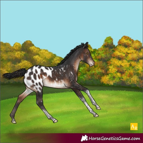 Horse Color:Brown Tobiano Appaloosa Rabicano 