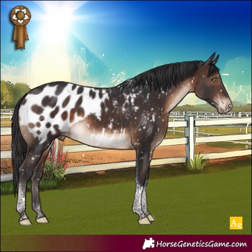 Horse Color:Brown Tobiano Appaloosa Rabicano 
