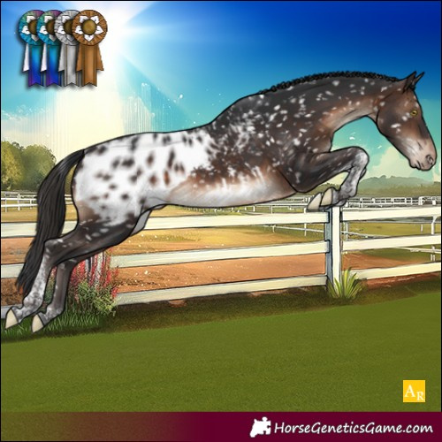 Horse Color:Brown Tobiano Appaloosa Rabicano