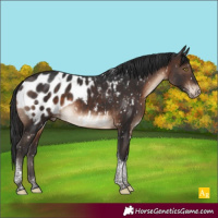 Horse Color:Brown Tobiano Appaloosa Rabicano 
