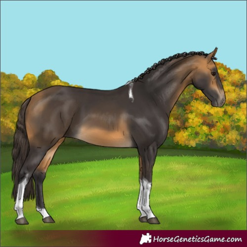 Horse Color:Buckskin Tobiano