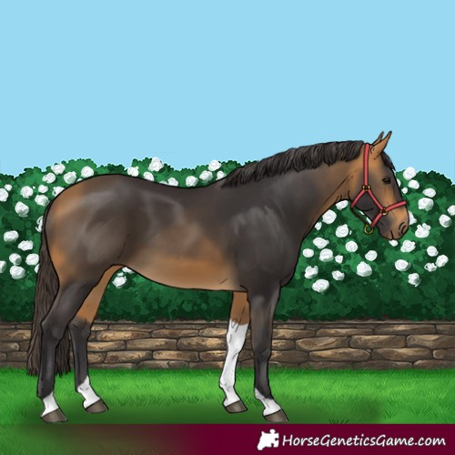 Horse Color:Buckskin Tobiano 