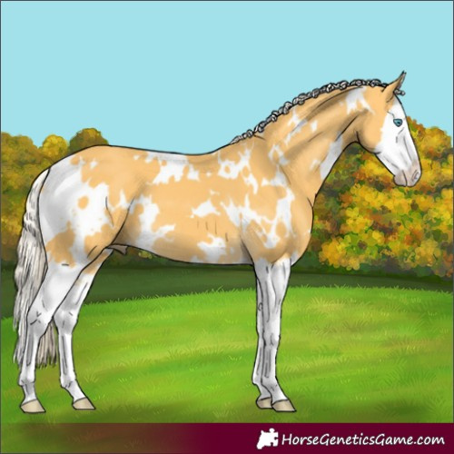 Horse Color:White Spotted Palomino Splash 