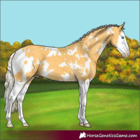Horse Color:White Spotted Palomino Splash