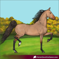Horse Color:Bay Dun 