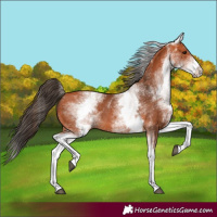 Horse Color:White Spotted Bay 