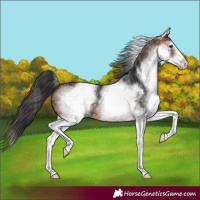 Horse Color:White Spotted Bay