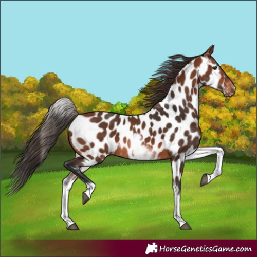 Horse Color:White Spotted Bay Appaloosa