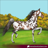 Horse Color:White Spotted Bay Appaloosa 