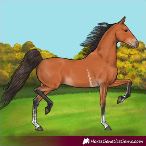 Horse Color:Bay Sabino 