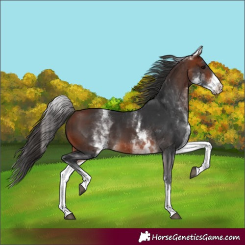 Horse Color:White Spotted Bay