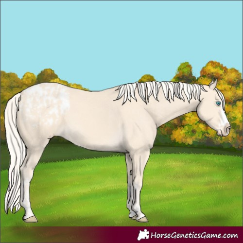 Horse Color:Cremello Splash  and Cremello Splash Appaloosa 