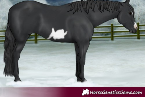 Horse Color:Black Frame 