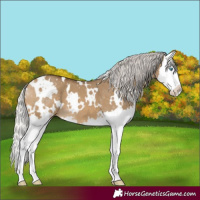 Horse Color:White Spotted Silver Buckskin Dun Splash