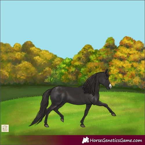 Horse Color:Liver Chestnut Frame 