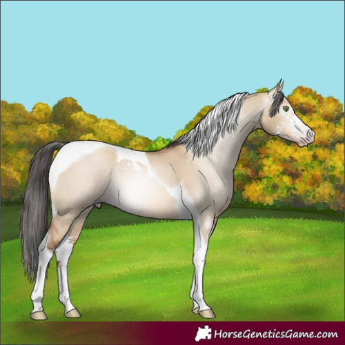 Horse Color:Gray Amber Champagne Dun Sabino Tobiano Rabicano 