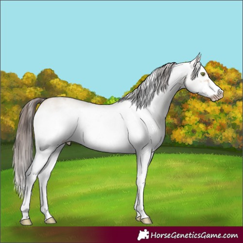 Horse Color:White Spotted Amber Champagne Dun Frame Rabicano 