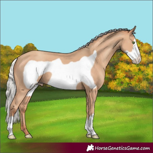 Horse Color:Silver Classic Champagne Frame 