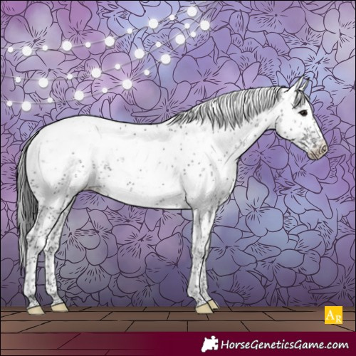 Horse Color:Black Sabino Appaloosa Rabicano 