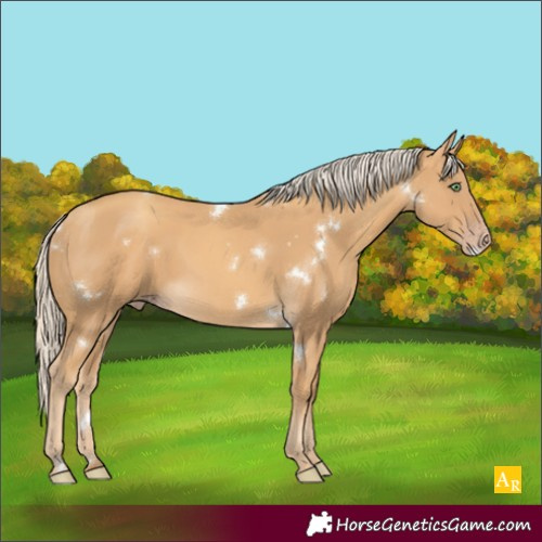 Horse Color:White Spotted Gold Cream Champagne Rabicano 