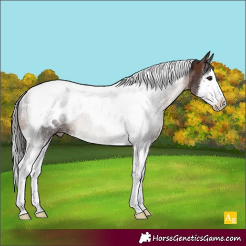 Horse Color:Brown Splash Tobiano Appaloosa Rabicano 
