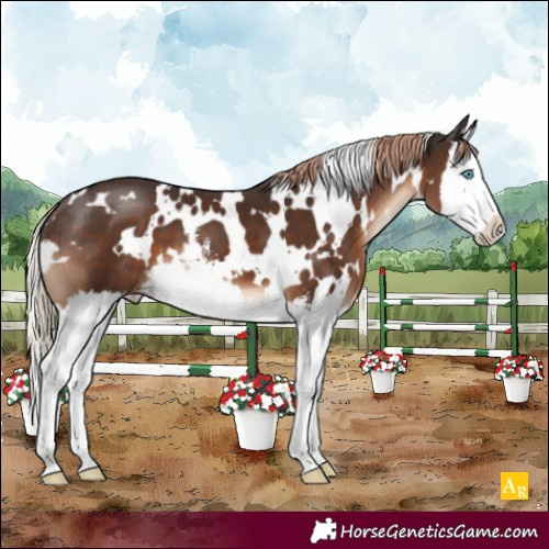 Horse Color:White Spotted Liver Chestnut Sabino Splash Appaloosa 