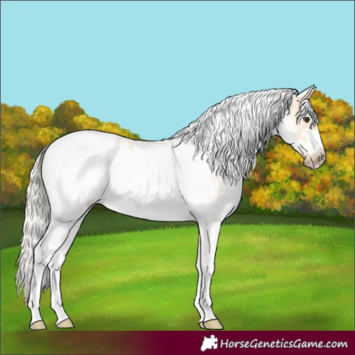Horse Color:White Spotted Silver Buckskin Roan Frame 
