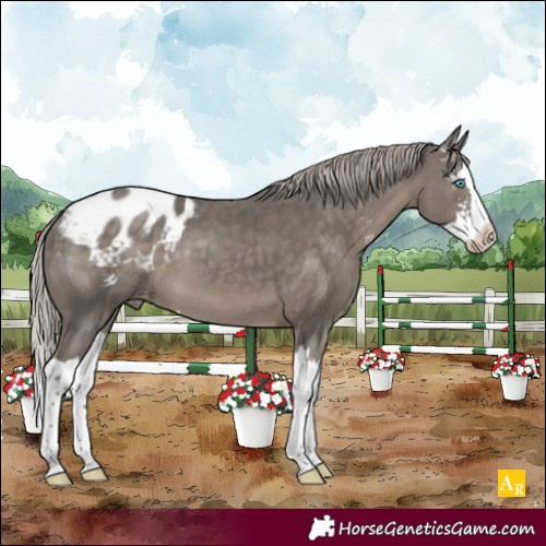 Horse Color:Silver Black Sabino Splash Appaloosa 