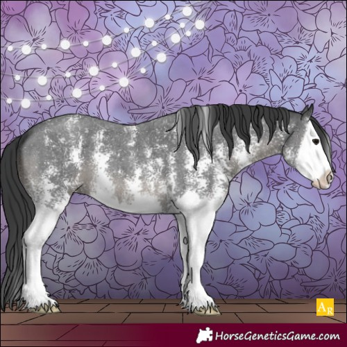 Horse Color:Black Sabino Splash 