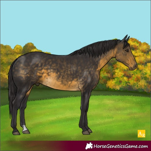 Horse Color:Buckskin Sabino