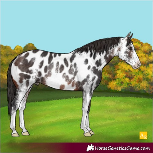 Horse Color:Brown Sabino Appaloosa Rabicano 