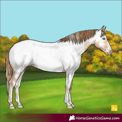 Horse Color:White Spotted Buckskin Pearl Near Fewspot Rabicano 