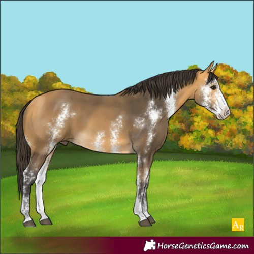 Horse Color:Buckskin Sabino 