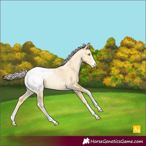 Horse Color:Palomino Pearl Appaloosa 