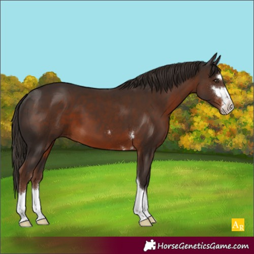Horse Color:Liver Chestnut 