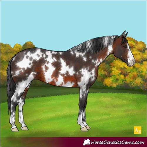 Horse Color:White Spotted Brown 