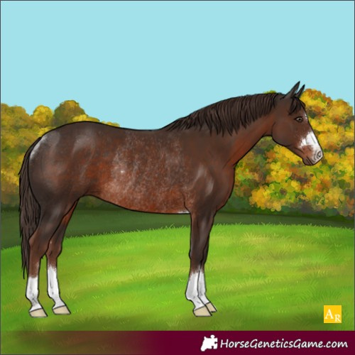 Horse Color:Liver Chestnut Rabicano 