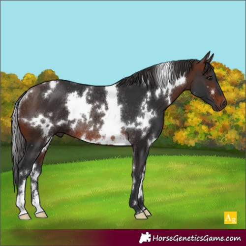 Horse Color:White Spotted Brown Rabicano