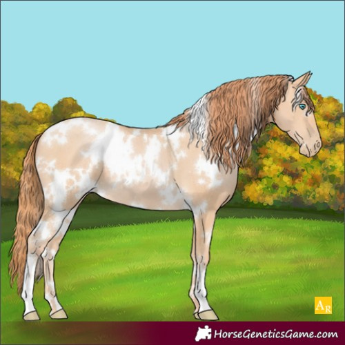 Horse Color:White Spotted Buckskin Pearl
