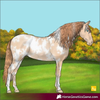 Horse Color:White Spotted Buckskin Pearl 